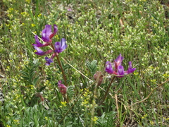 Astragalus shortianus