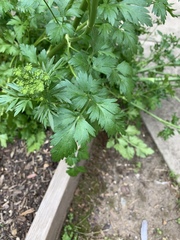 Petroselinum crispum