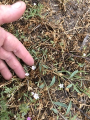 Convolvulus simulans