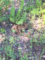 Crotalus oreganus