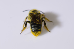Osmia georgica