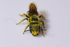 Osmia georgica