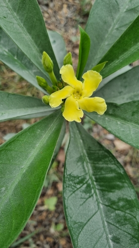Image of Thevetia ahouai by (c) Kelin Guerra, some rights reserved (CC BY)