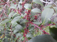 Maytenus magellanica