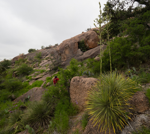 Yucca constricta