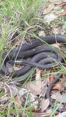 Masticophis taeniatus girardi