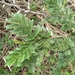 Acacia dolichocephala