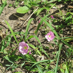 Oenothera rosea