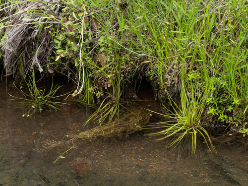 Blackfoot quillwort (Isoetes melanopoda)