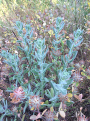 Heterotheca sessiliflora