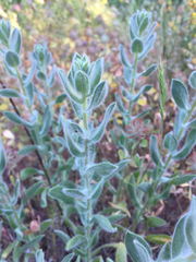 Heterotheca sessiliflora