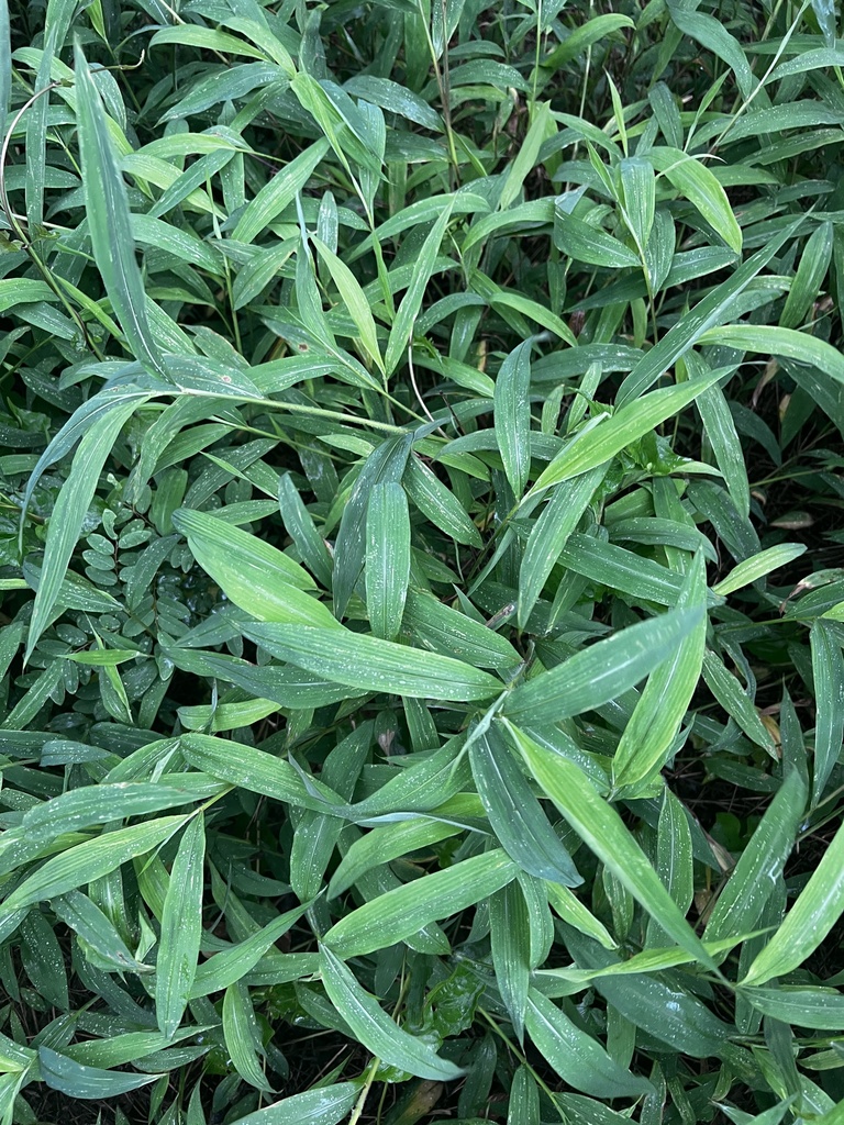 Microstegium biaristatum (Microstegium biaristatum)