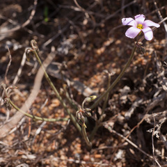 Oxalis livida