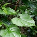Dioscorea floridana - Photo (c) fawnee014,  זכויות יוצרים חלקיות (CC BY-NC), הועלה על ידי fawnee014