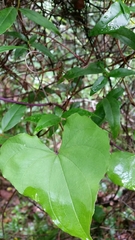 Dioscorea floridana