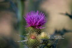 Cirsium rhaphilepis