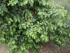 Prunus ilicifolia lyonii
