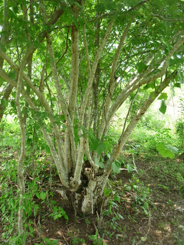 Barbados Nut