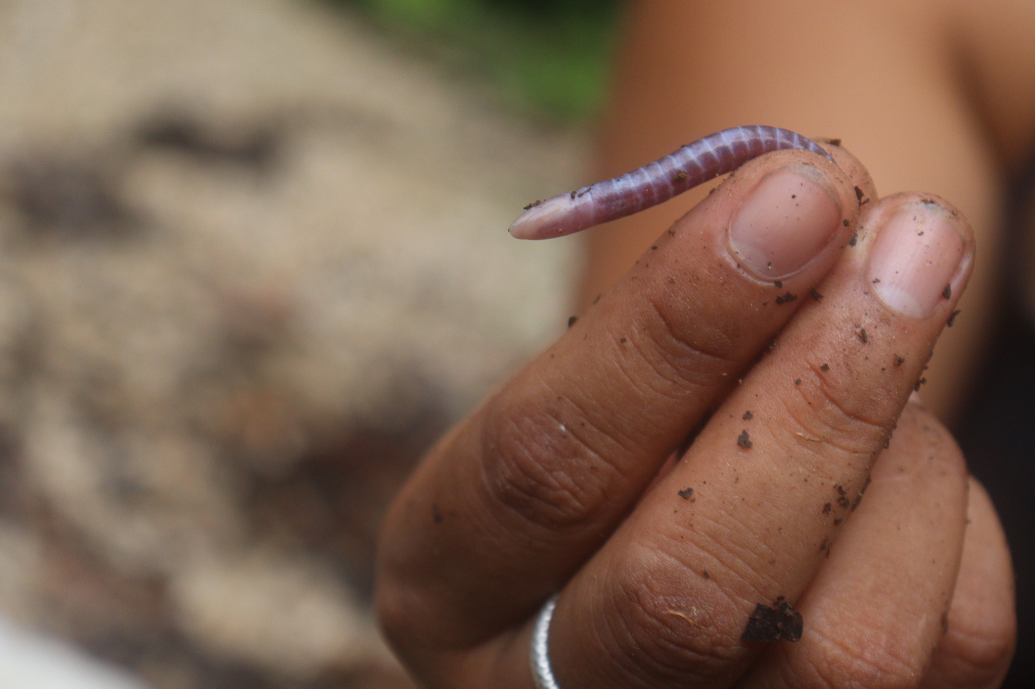 Mountain Caecilian photo 6