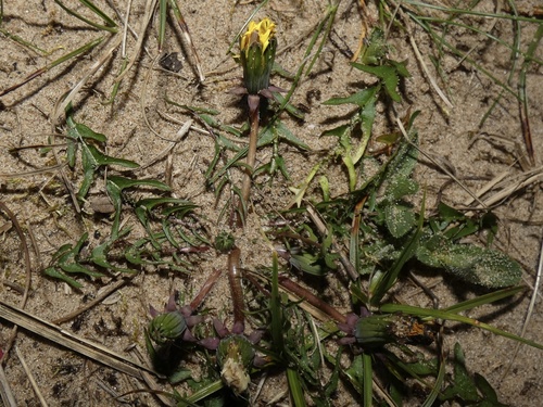 Purple-bracted dandelion (Taraxacum brachyglossum)