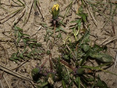 Dandelion (Taraxacum brachyglossum)