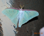 Actias artemis