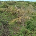 Acacia dolichocephala
