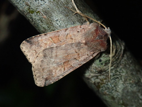 Diarsia esurialis photo 4