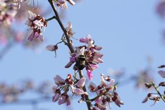 Centris flavofasciata