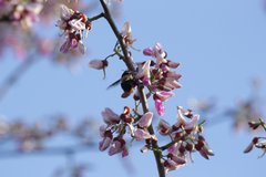 Centris flavofasciata