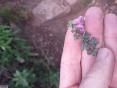 Indigofera mauritanica