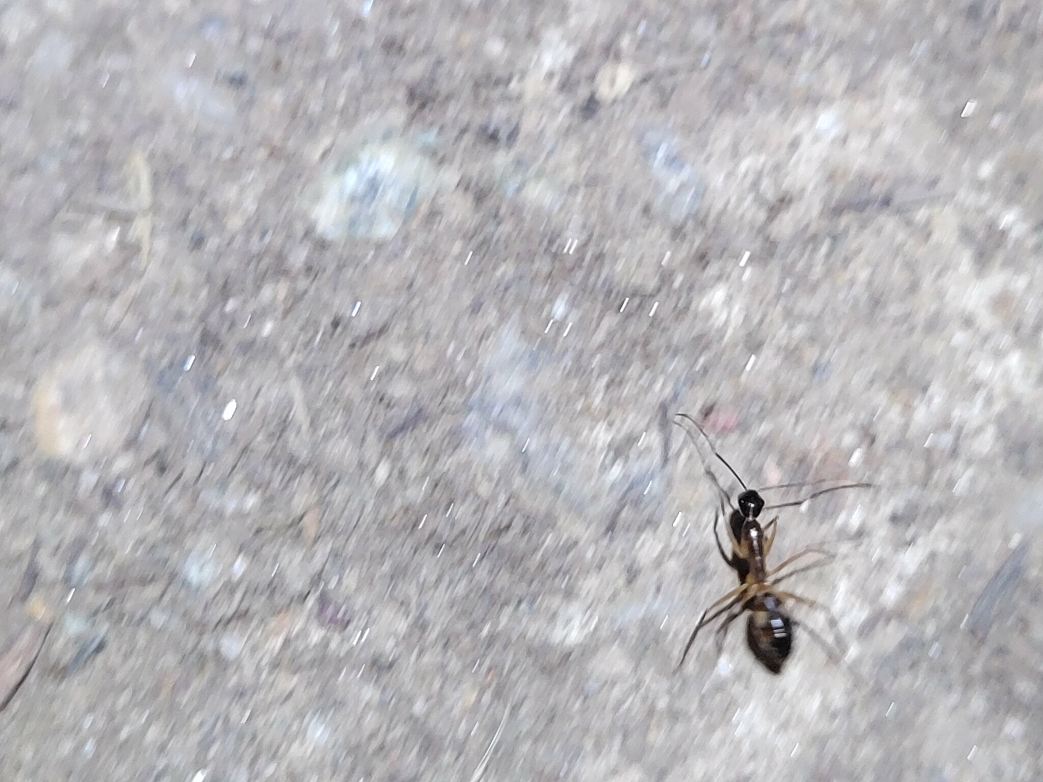 Camponotus coloratus