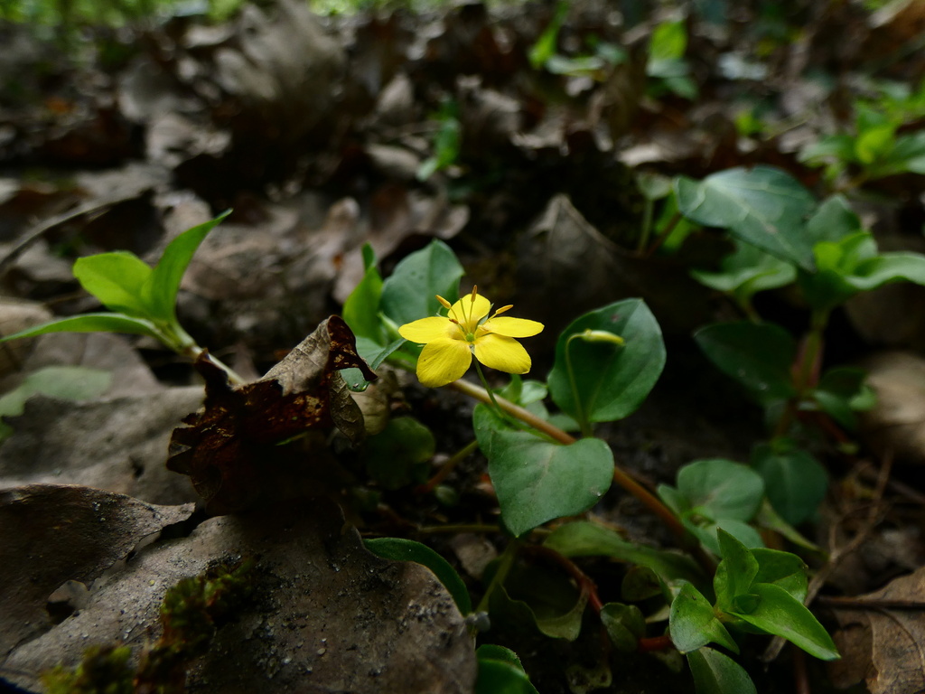 Yellow Pimpernel from Cambourne Ave, St Helens, England, GB on April 20