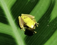Dendropsophus rhodopeplus