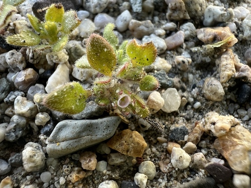 Eggleaf fiddleleaf (Nama pusilla)
