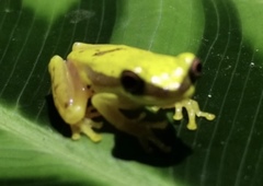 Dendropsophus rhodopeplus