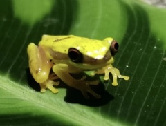 Dendropsophus rhodopeplus