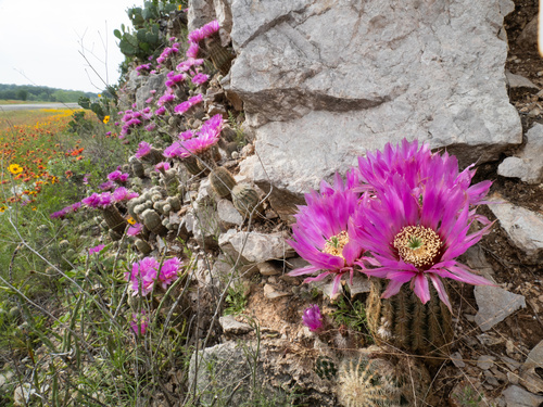 Cactus hérisson dentelle