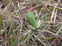 Hyla japonica