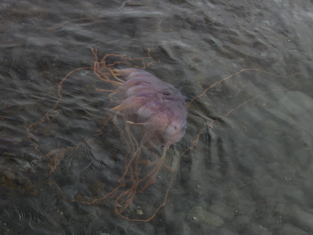 Desmonema glaciale