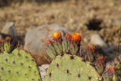 Opuntia