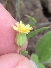 Microseris douglasii platycarpha