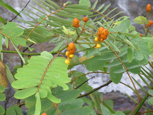 Senna reticulata