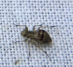Mesopsocus