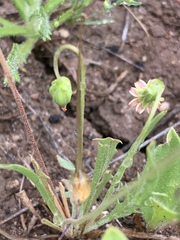 Microseris douglasii platycarpha