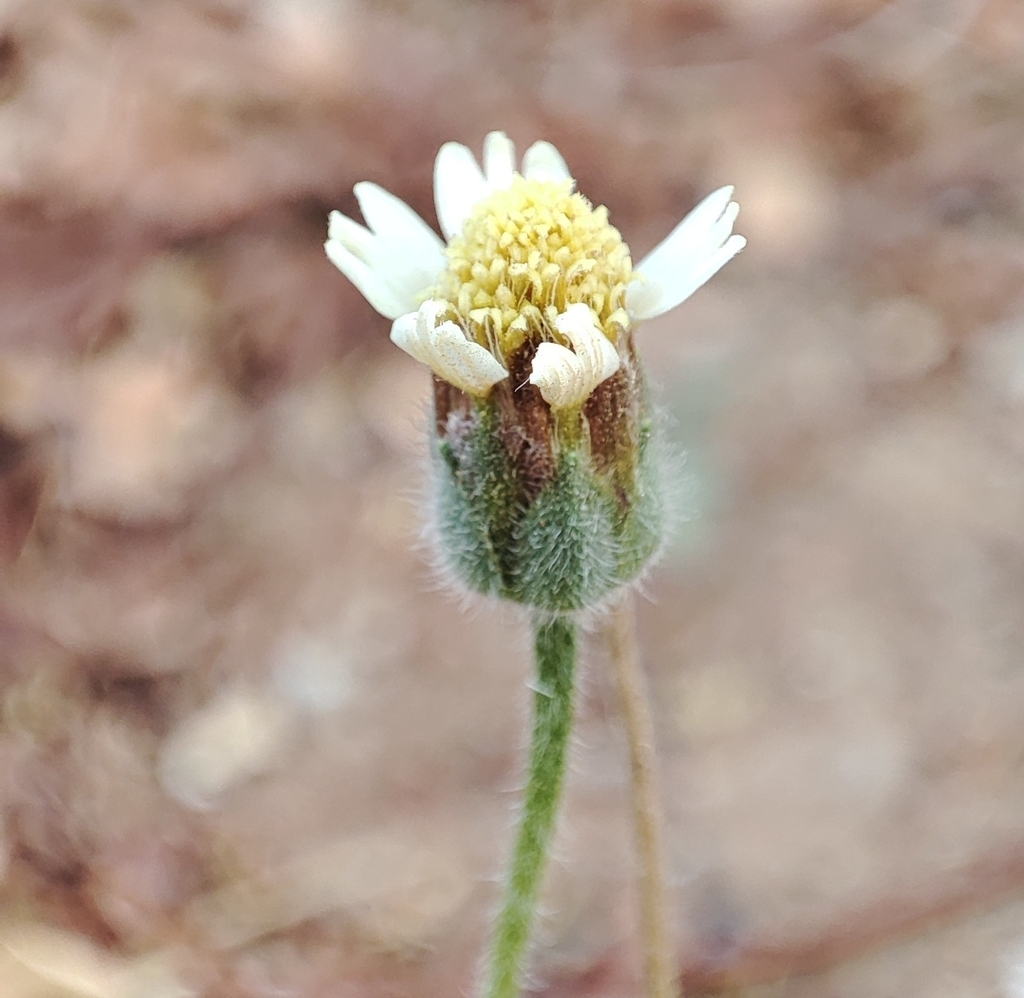 Tridax daisy from 112, Ramasamy Nagar, Puliakulam, Aruppukkottai, Tamil ...