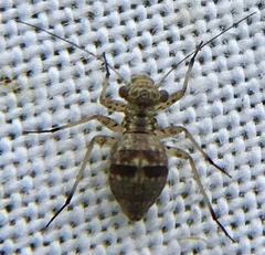 Mesopsocus