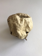 Amphibolips confluenta