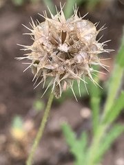 Microseris douglasii platycarpha