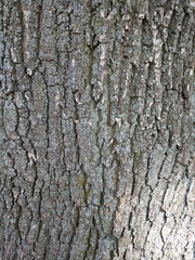 Quercus robur